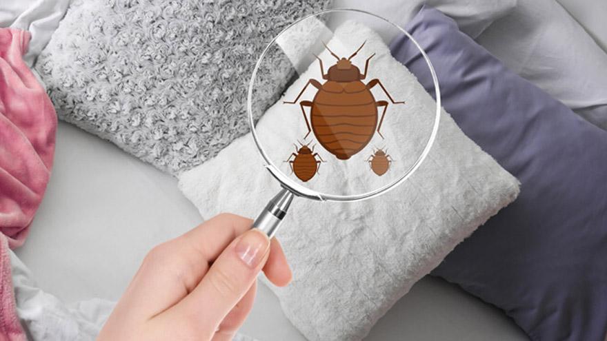 Removing Bed Bugs from Your Mattress