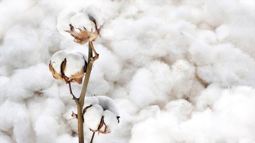 The Luxury Bed Sheets Made With The World's Finest Cotton