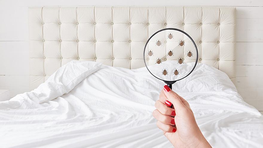 What are bed bugs and how to get rid of them?
