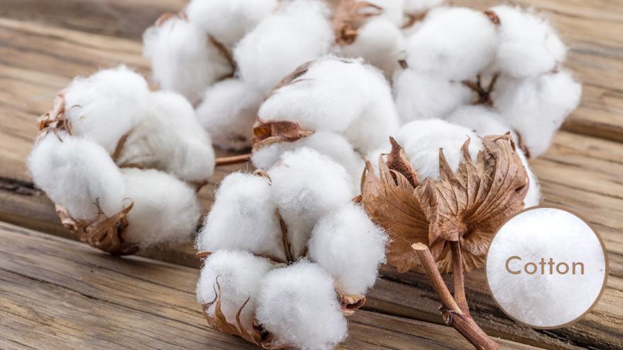 Organic Cotton 101